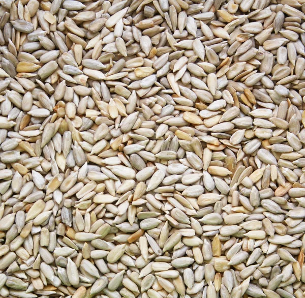 Sunflowers seeds as background — Stock Photo, Image
