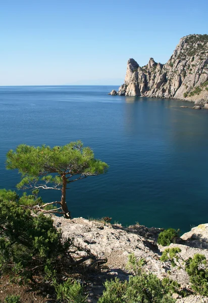 The Black Sea. Pine tree next to the azu — стокове фото
