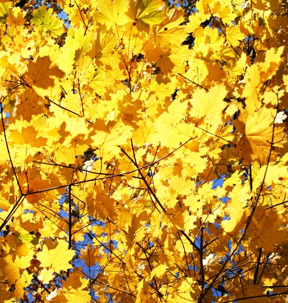 Autumn in Russia.Golden maple — Stock Photo, Image