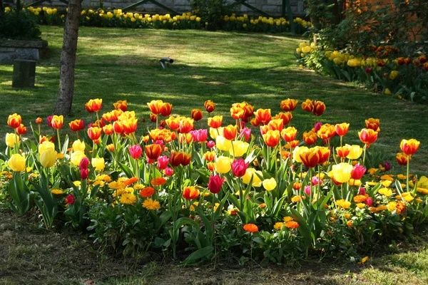 Turkey. Colorful tulips — Stock Photo, Image