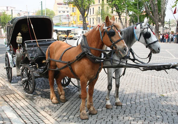 stock image Turkey, Horses in Istanbul