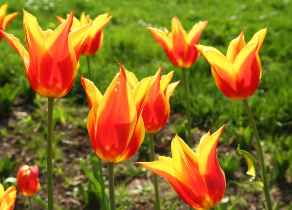 Turkey. Istanbul. Tulips — Stock Photo, Image