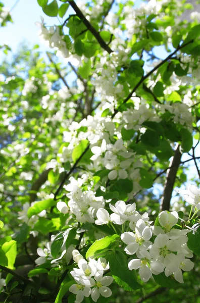 Blossom äppelträd under våren — Stockfoto