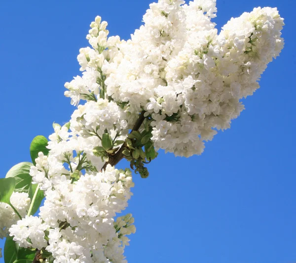 Lila blanca con hojas en un cielo azul — Foto de Stock