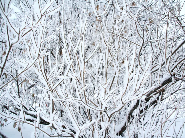 Ветви зимнего дерева — стоковое фото