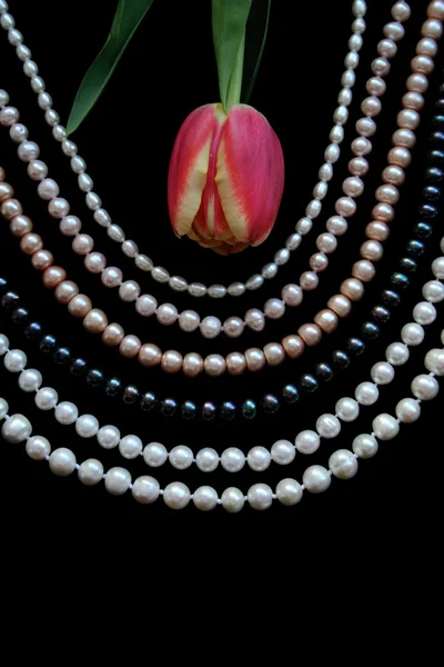 White, black and pink pearls with tulip — Stock Photo, Image
