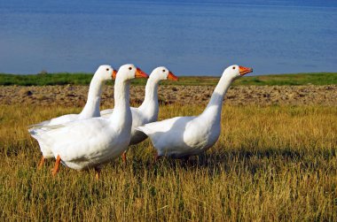 Domestic geese clipart