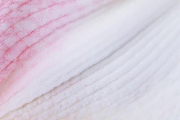Pink amaryllis petal — Stock Photo, Image