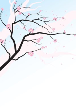 Sakura blossoms clipart