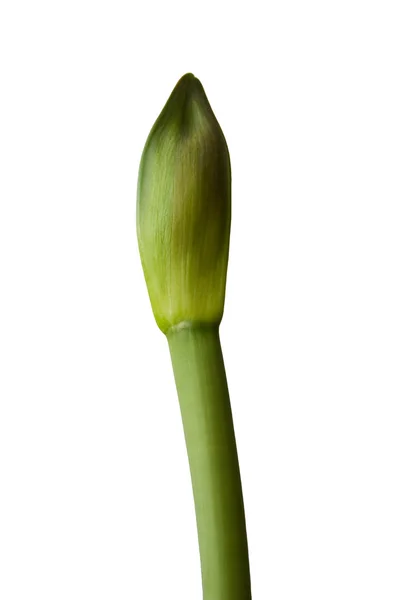 Amaryllis bud – stockfoto