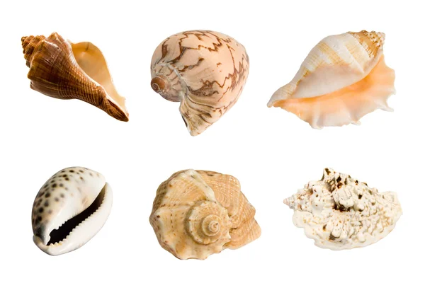 Conchas marinas — Foto de Stock
