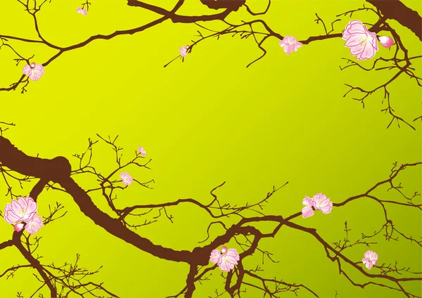 Floresce Sakura — Vetor de Stock