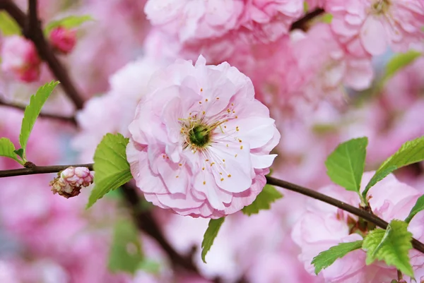 Fine pink flowers — Stock Photo, Image