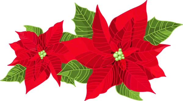 Різдвяні прикраси poinsettia — стоковий вектор