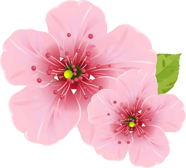 Flores de flor de cerezo — Archivo Imágenes Vectoriales