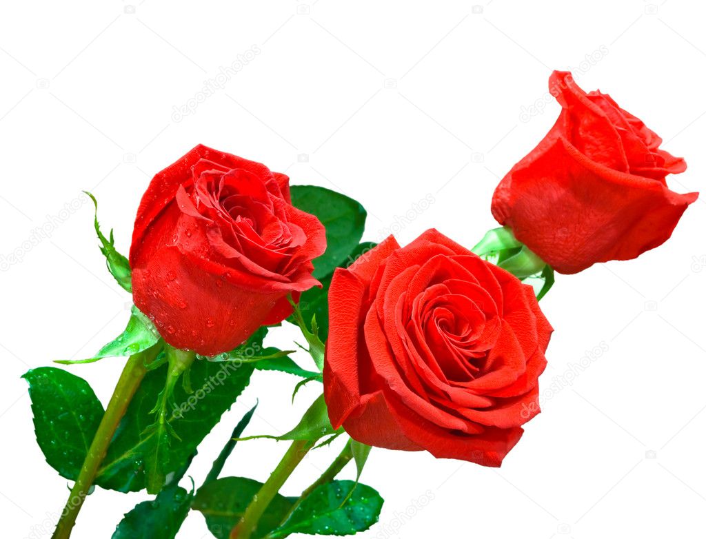 Three bright red roses on white backgrou