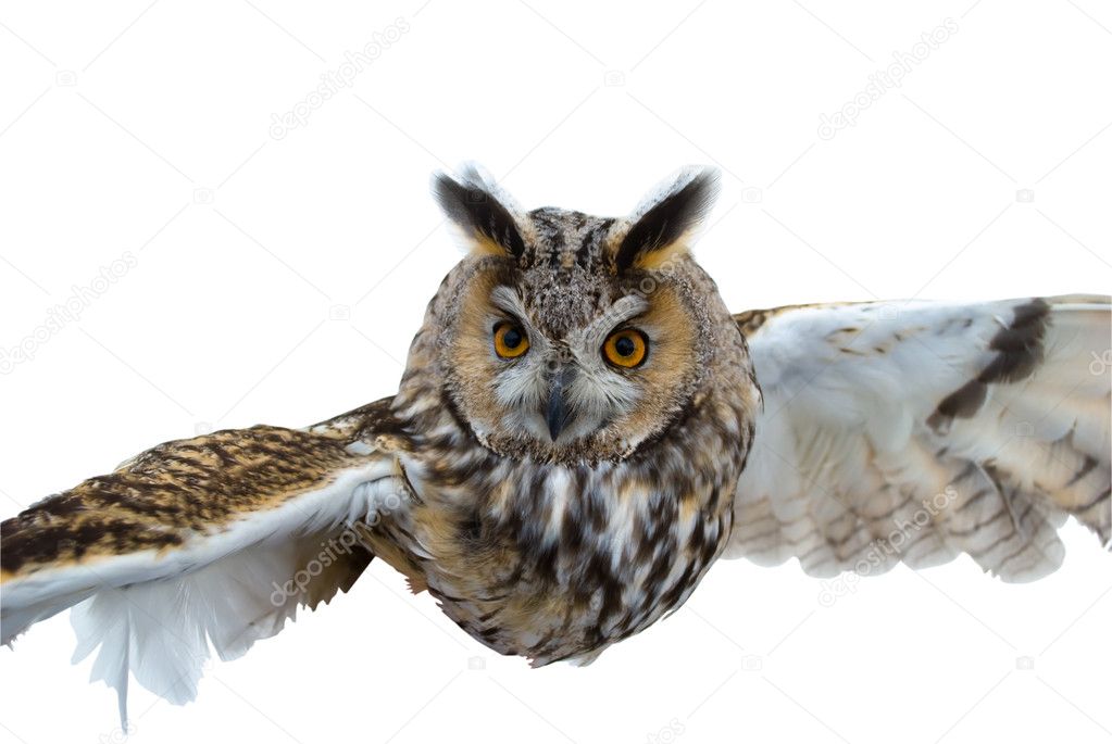 The Owl in flight.