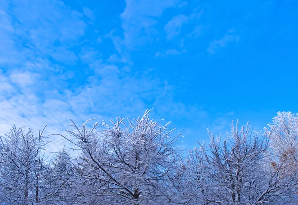 El paisaje de invierno . —  Fotos de Stock