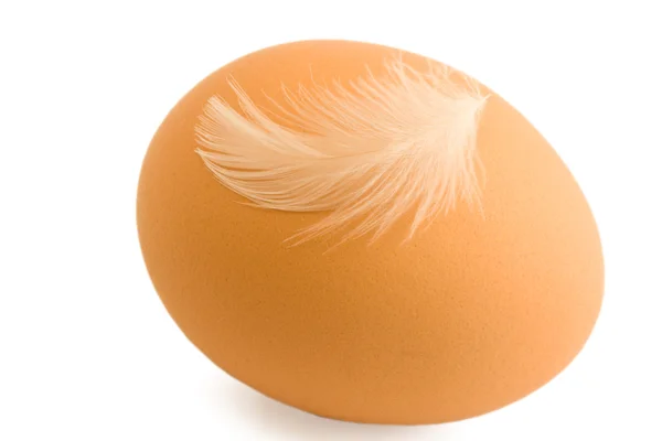 stock image Hen egg and feather