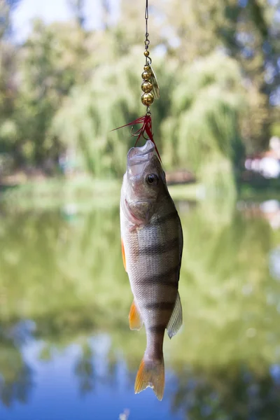 stock image Perch