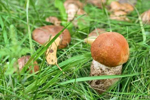 stock image Aspen mushroom