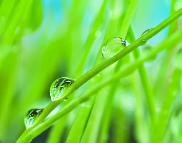 Macro morning dew on the green grass for — Stock Photo, Image