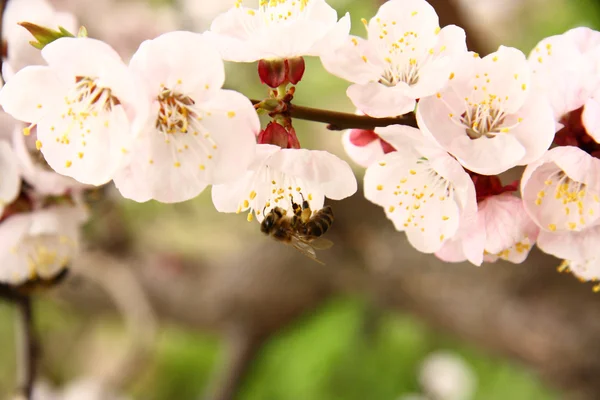 Apricot flowers with bee — Stock Photo, Image
