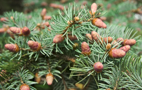 stock image Christmas tree background