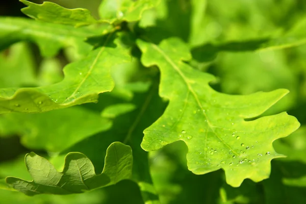 Młode zielone liście dębu — Zdjęcie stockowe