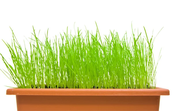 stock image Green grass isolated over white