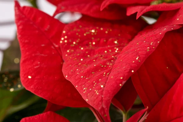Poinsettia - Christmas Star - Close-up B — Stock Photo, Image