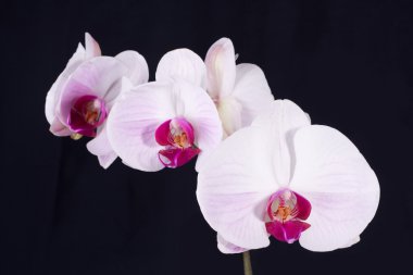 Orchid on Black clipart