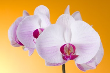 orkide phalaenopsis portakal