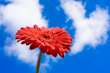 Gerbera daisy against blue sky clipart