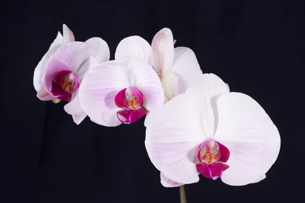 siyah orkide