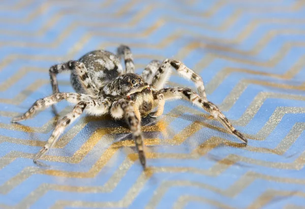 stock image Gray Wolf Spider