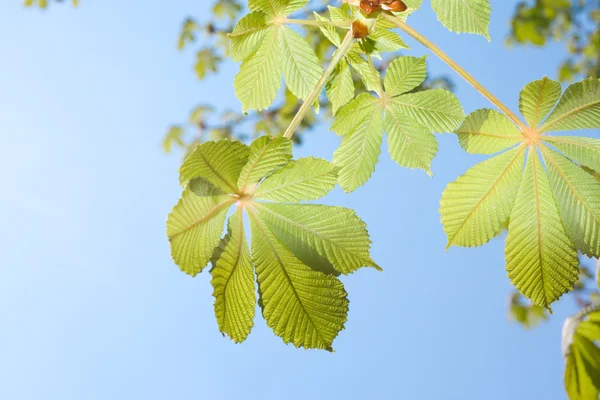 Bahar kestane ağacının yaprakları — Stok fotoğraf