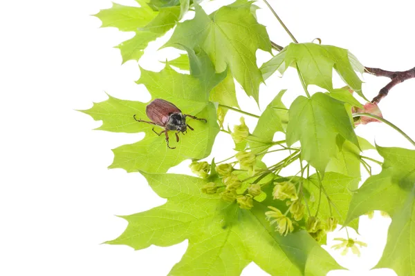 May beetle on young maple leaves — Stock Photo, Image