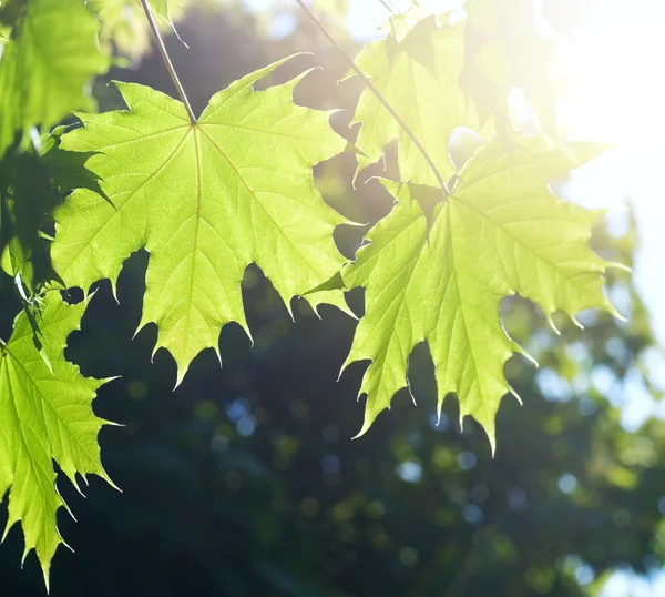 Spring Maple leaves — Stock Photo, Image
