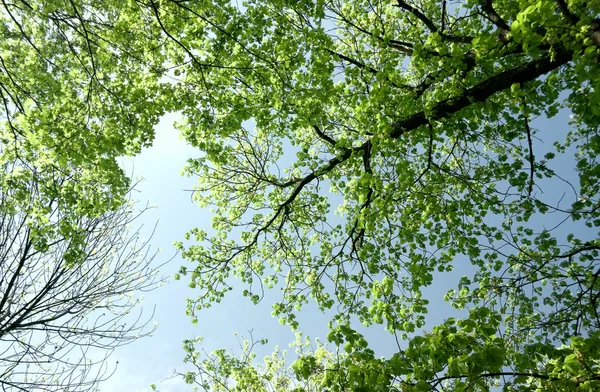 stock image Forest in the spring