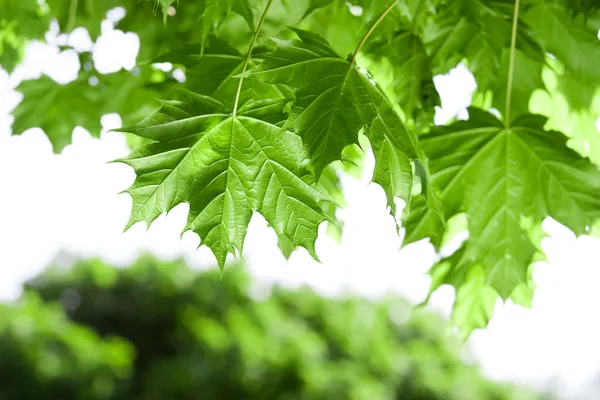 Весенние кленовые листья Лицензионные Стоковые Фото