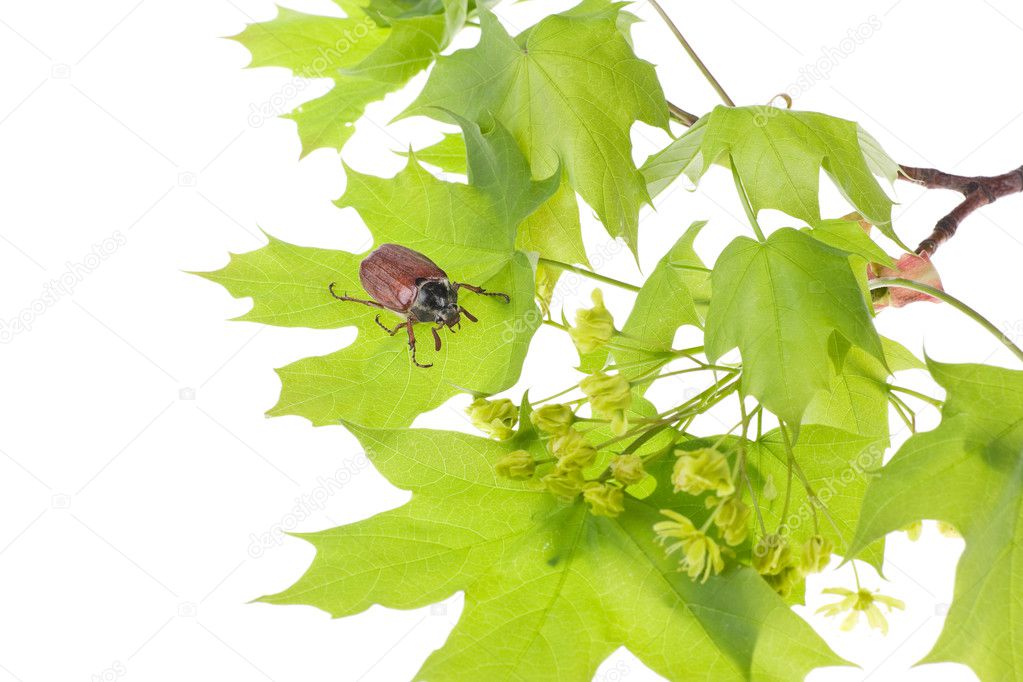 May beetle on young maple leaves