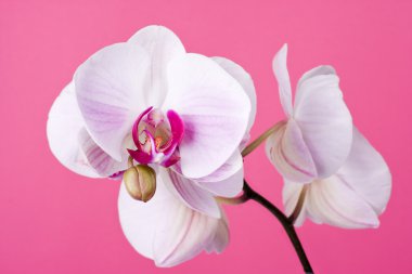 Orchid on Pink clipart