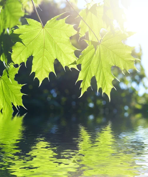 Spring Maple leaves — Stock Photo, Image