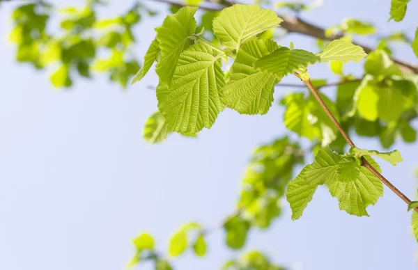 봄 개 암 나무 또는 느릅나무 잎 — 스톡 사진