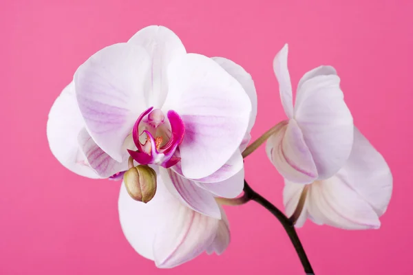 Orchidej růžová — Stock fotografie