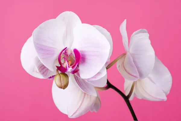 Pembe orkide Telifsiz Stok Imajlar