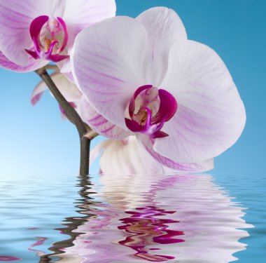 Orchid on Blue clipart