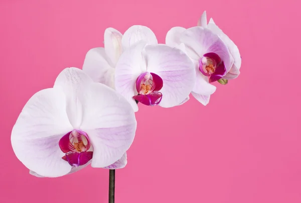 stock image Orchid on Pink