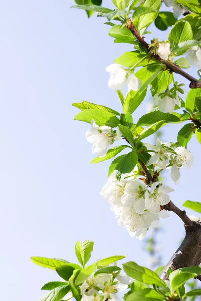 Spring Plum or Cherry leaves and blossom — Stock Photo, Image